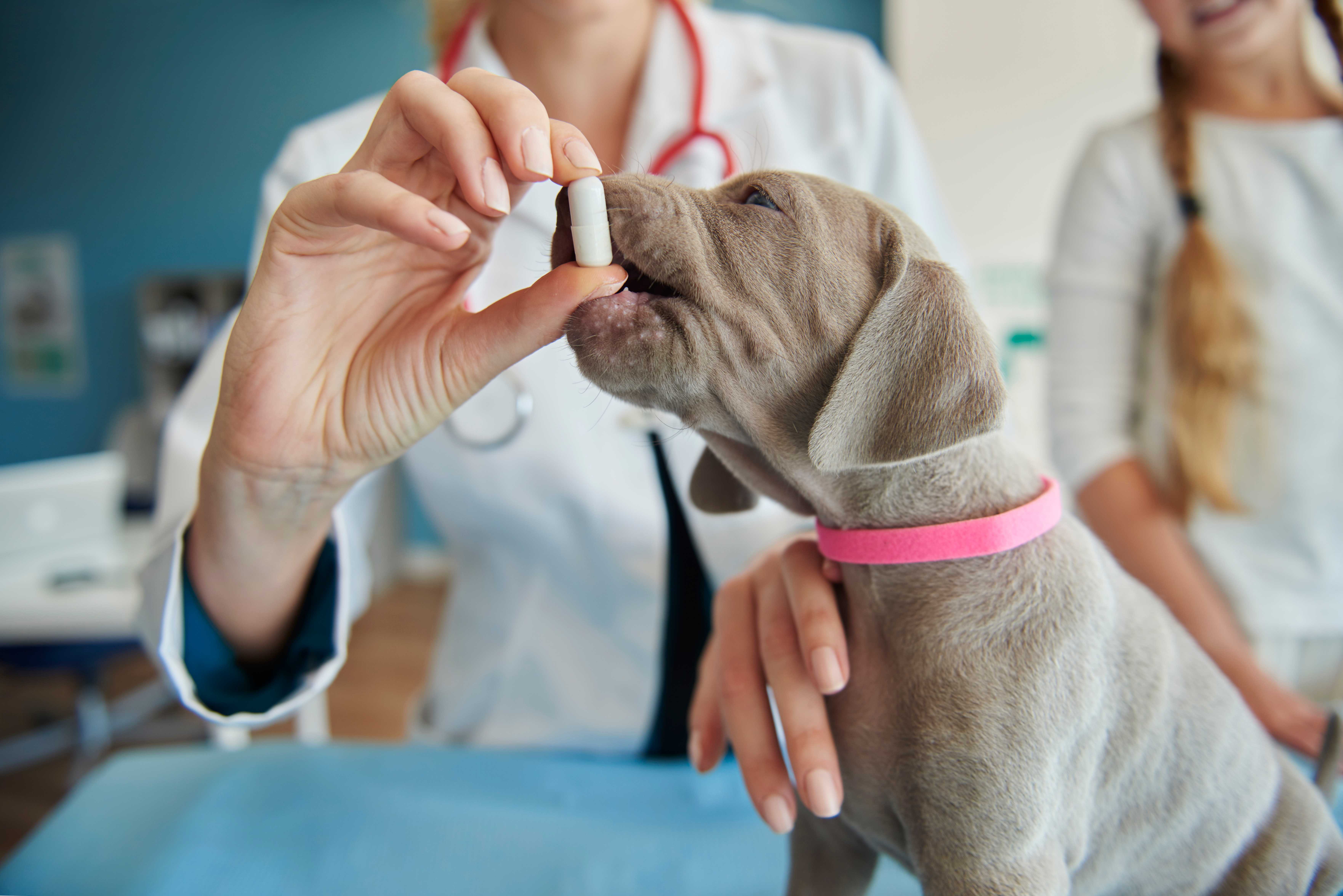 Medicamentos Veterinários Landing Image